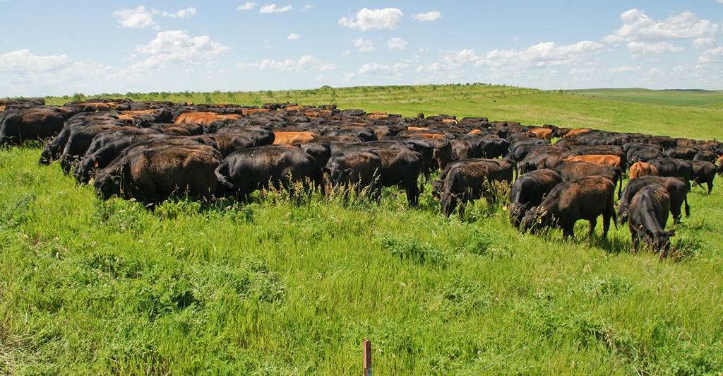 Study shows Cattle Gain Less in a Rotational Grazing System