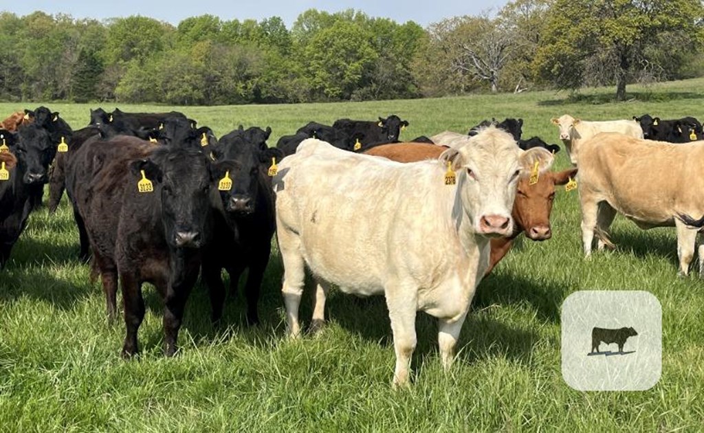 Cattle Range Listing Photo