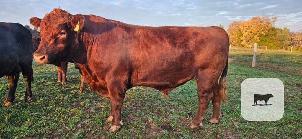 Cattle Range Listing Photo