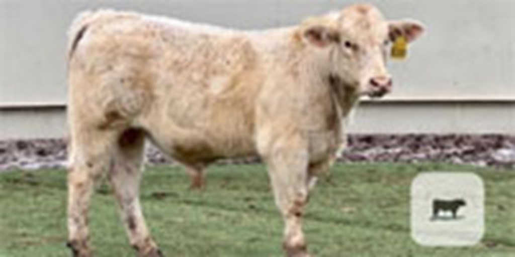 15 Charolais Bulls... Central TX