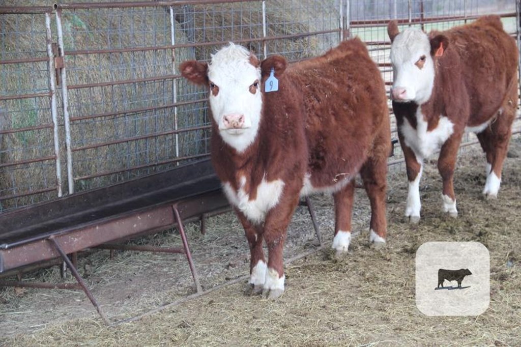 Cattle Range Listing Photo