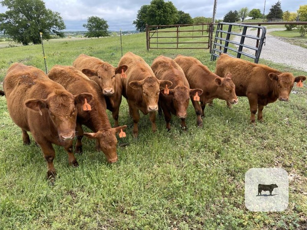 Cattle Range Listing Photo