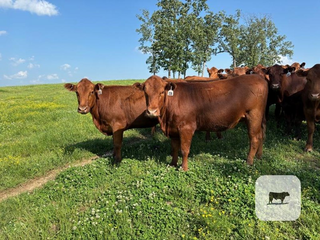 57 Red Angus 2nd-Calf Cows… Northeast AR Cattle Range