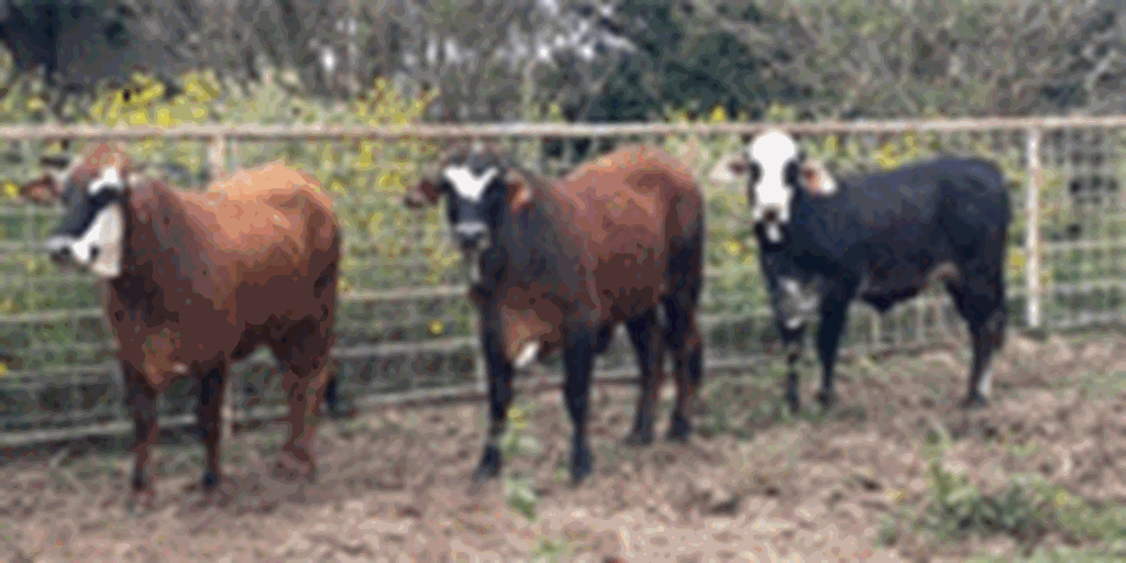 4 F1 Braford Chocolate Bred Heifers... Southeast TX