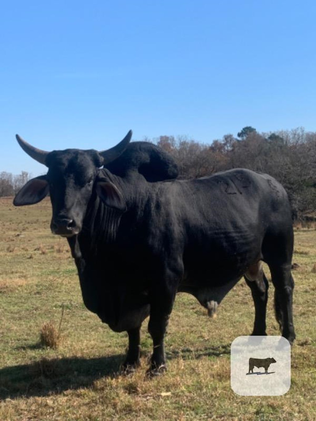 Cattle Range Listing Photo