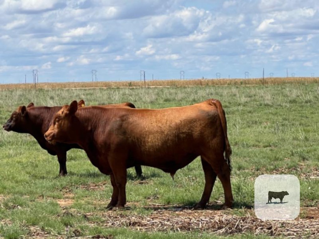 Cattle Range Listing Photo
