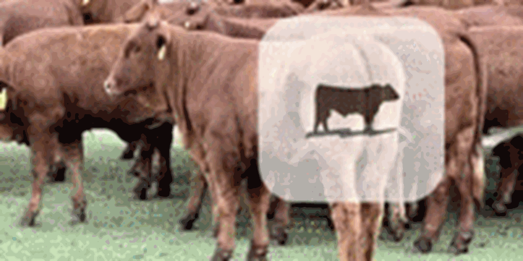 150	Braford, Beefmaster, Brangus Baldy, & Santa Gertrudis Rep. Heifers... Central TX