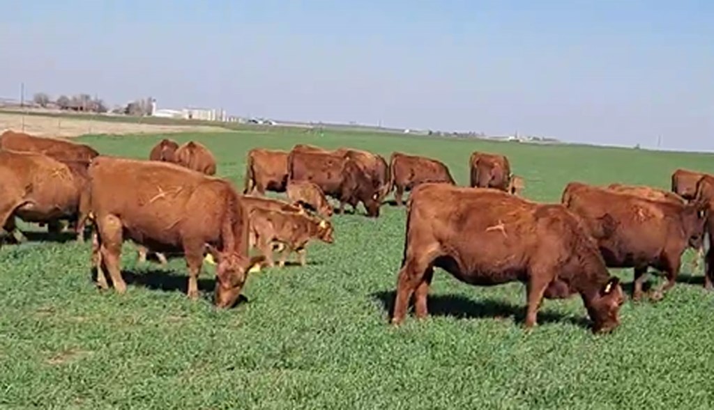 Cattle Range Listing Photo