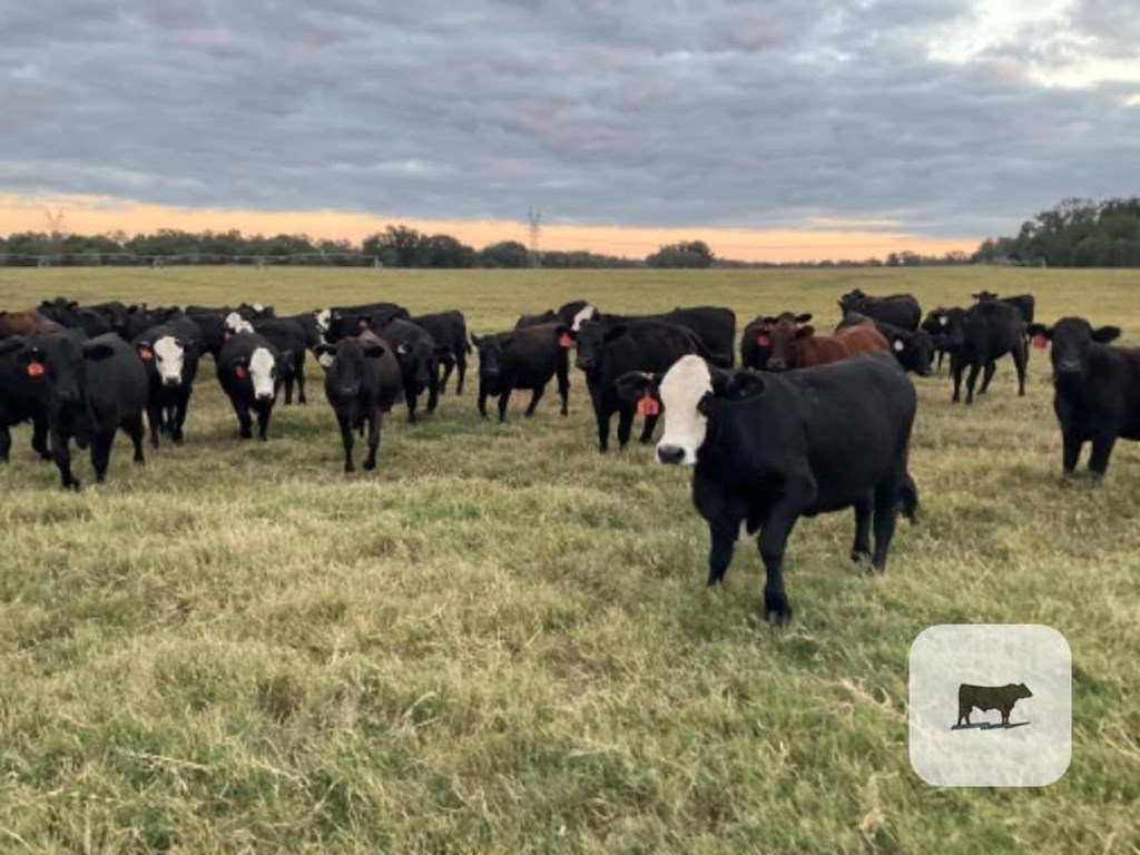 Cattle Range Listing Photo