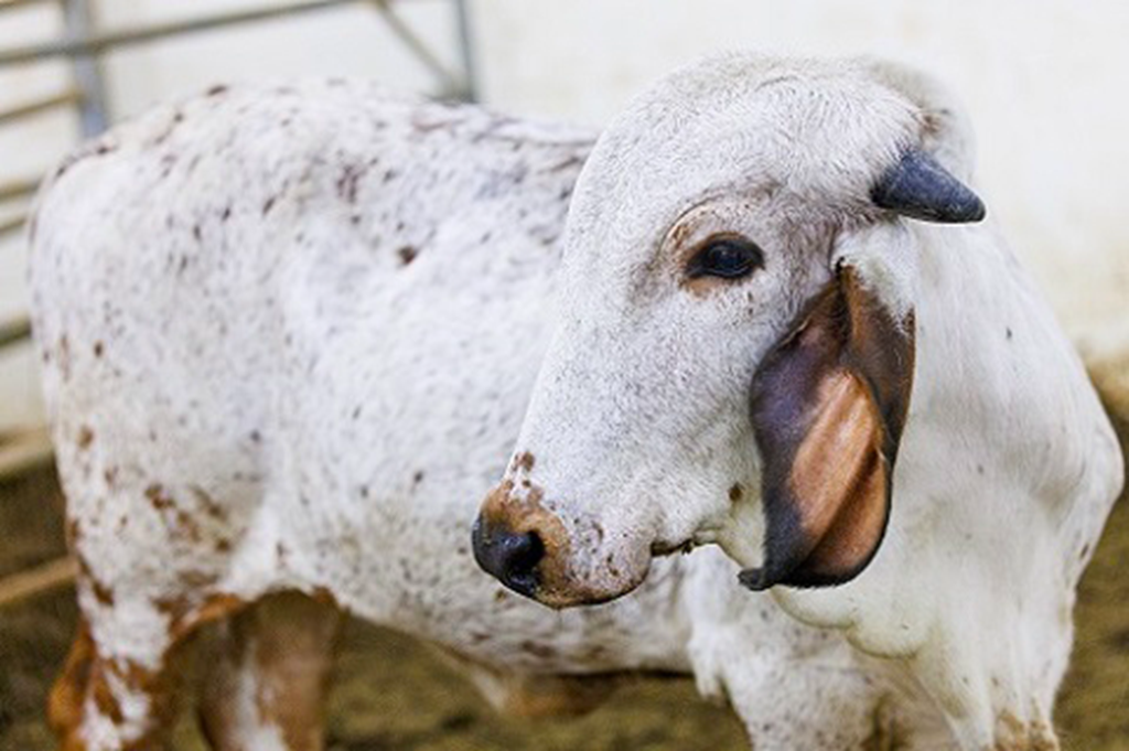 Scientists Use Gene-Editing to Produce First Calf Resistant to BVDV