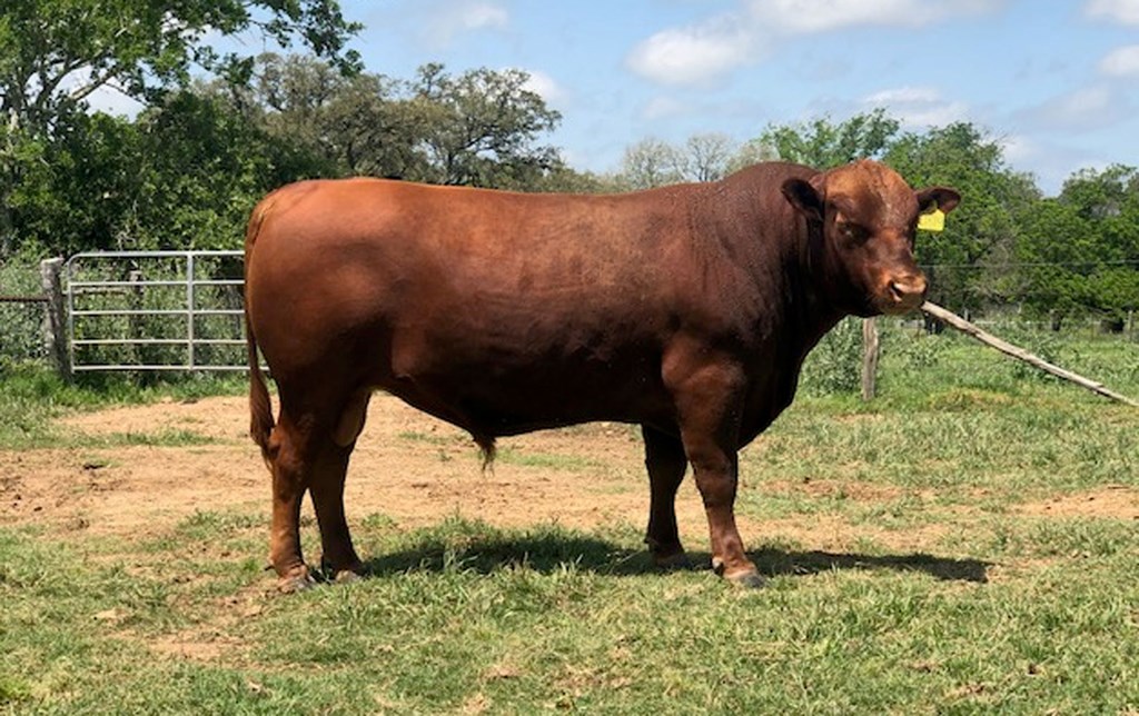 Cattle Range Listing Photo