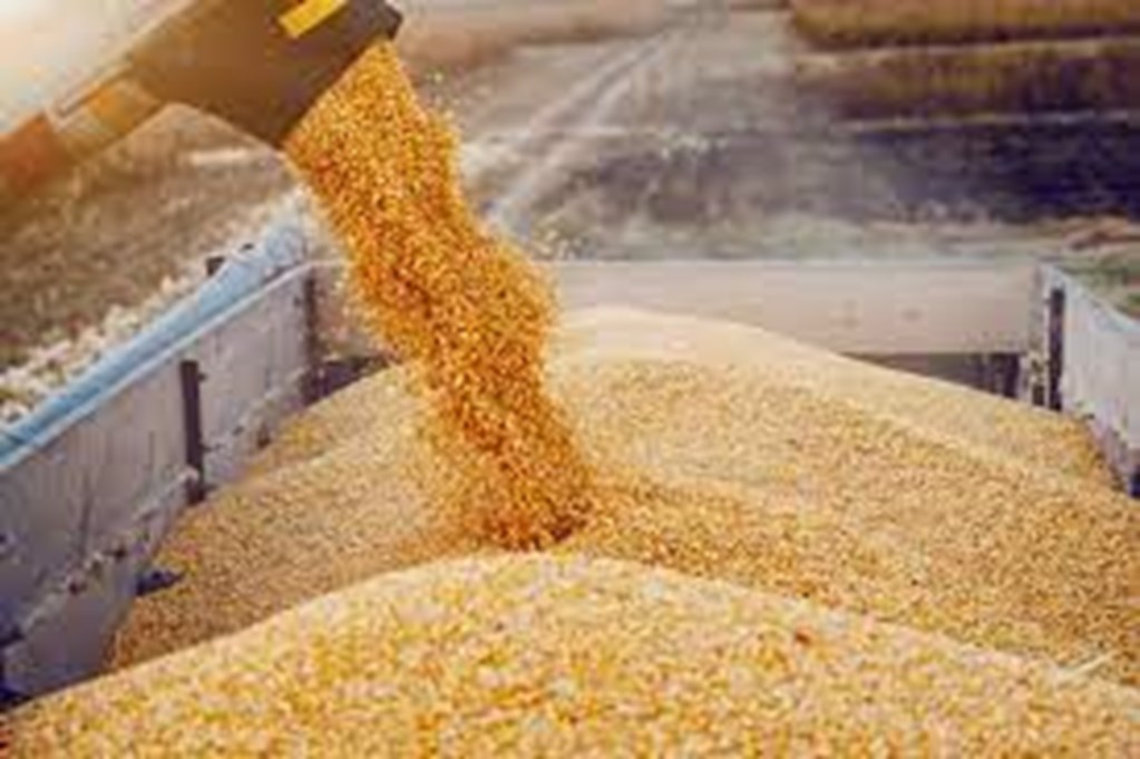 May Feed Outlook: Feed Grain Supply Is Higher on Large Crops and Beginning Stocks