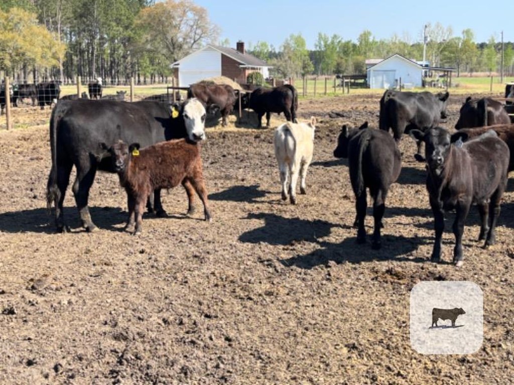 Cattle Range Listing Photo