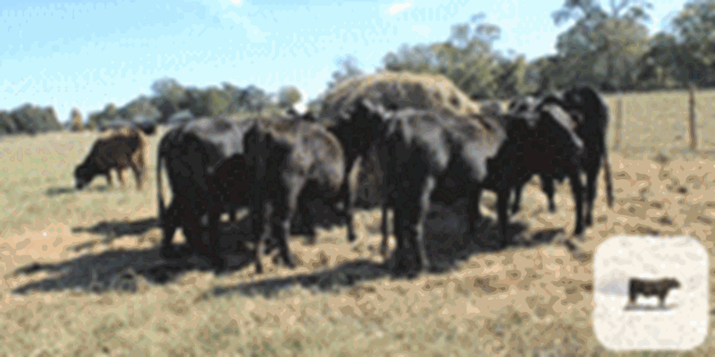 35 Braford & Brangus 1st & 2nd-Calf Pairs... Southeast LA