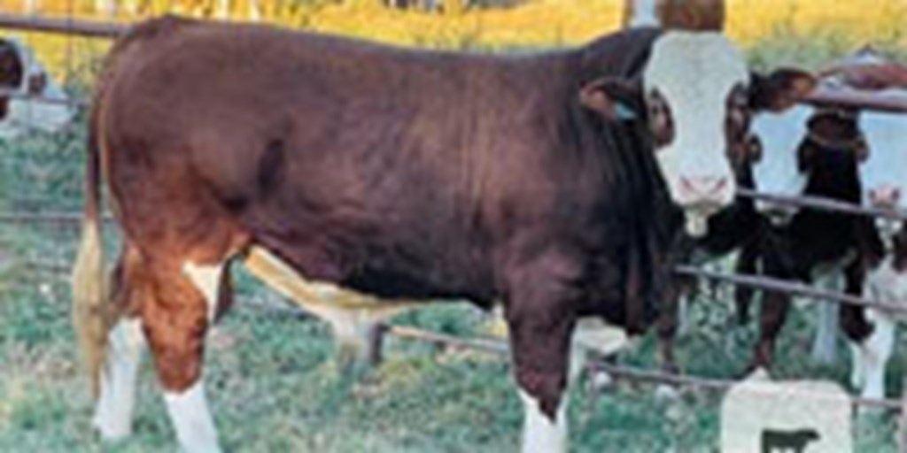 2 Reg. Fleckvieh/Simmental Bulls... East TX