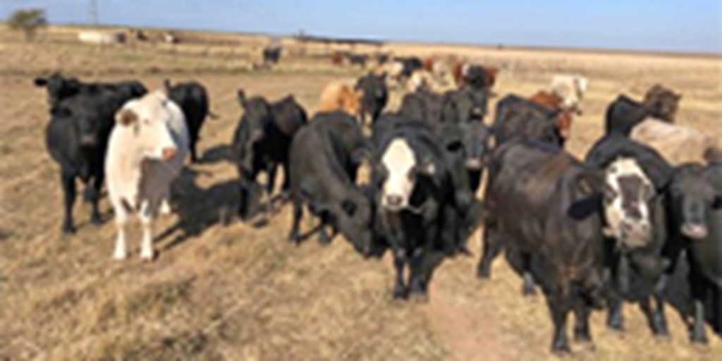 Listings Cattle Range