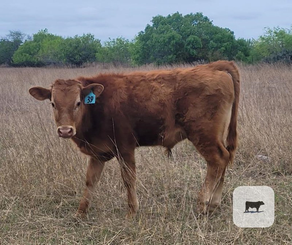 Cattle Range Listing Photo