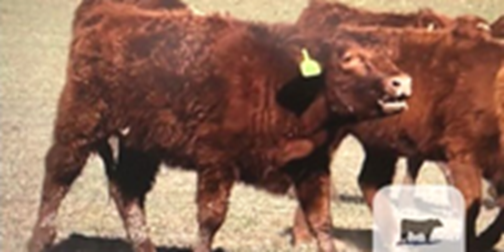 92 Red Angus Rep. Heifers... W. Central OK