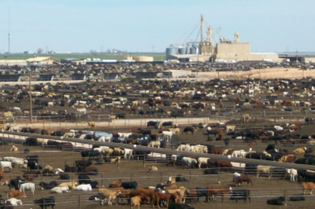 Positive Aspects of Friday's Cattle on Feed Report