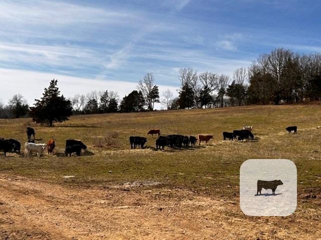 Cattle Range Listing Photo