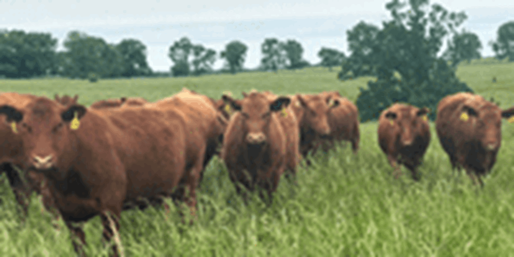 Livestock and the Farm Bill