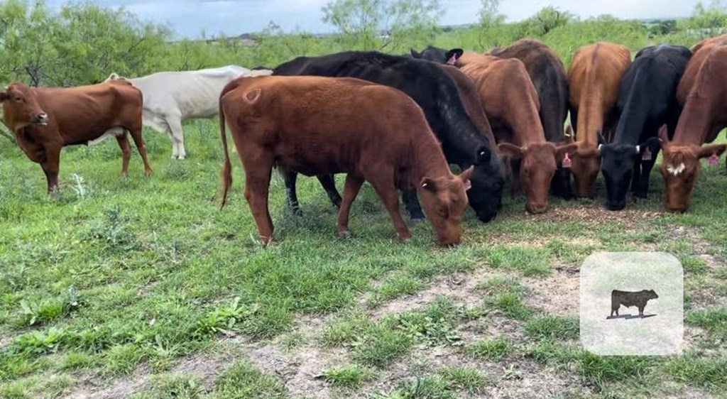 Cattle Range Listing Photo