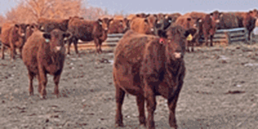 115 Red Angus Bred Heifers... N. Central SD