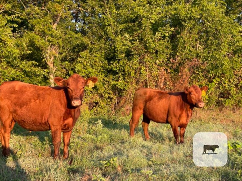 Cattle Range Listing Photo