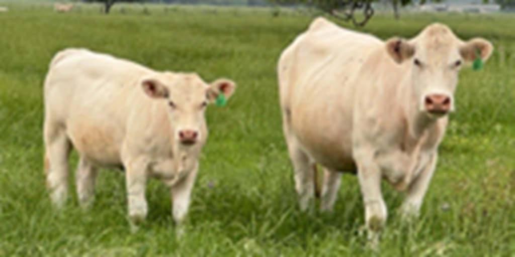 55 Purebred Charolais Cows w/ 25+ Calves... Southeast TX