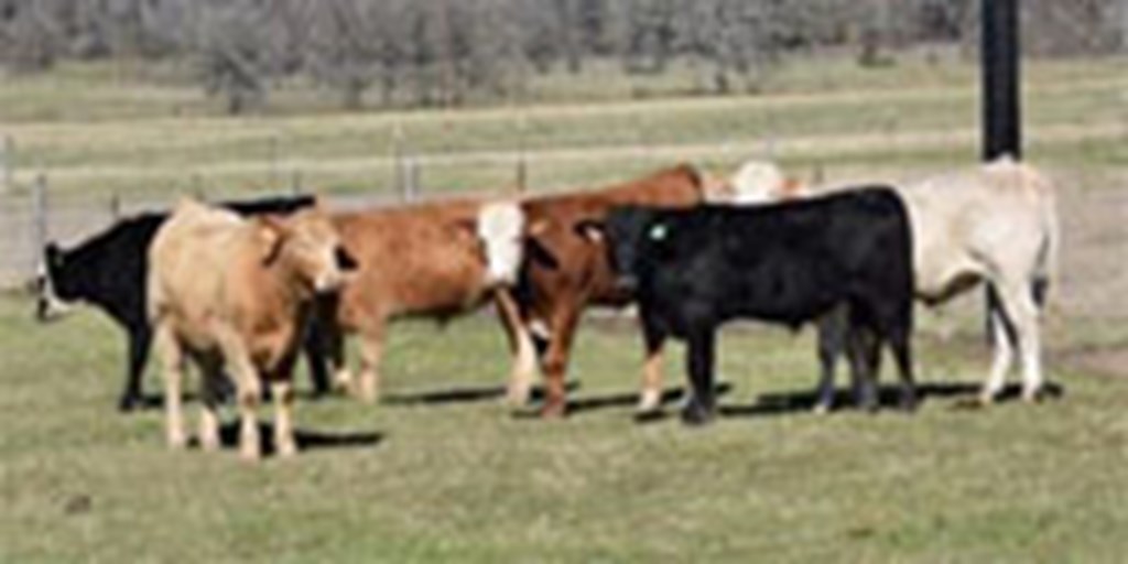 40 Crossbred Feeder Steers... Southeast TX