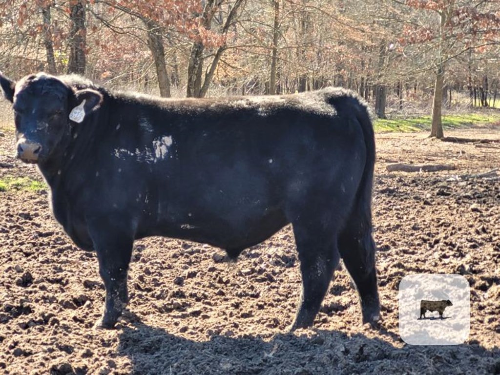 Cattle Range Listing Photo