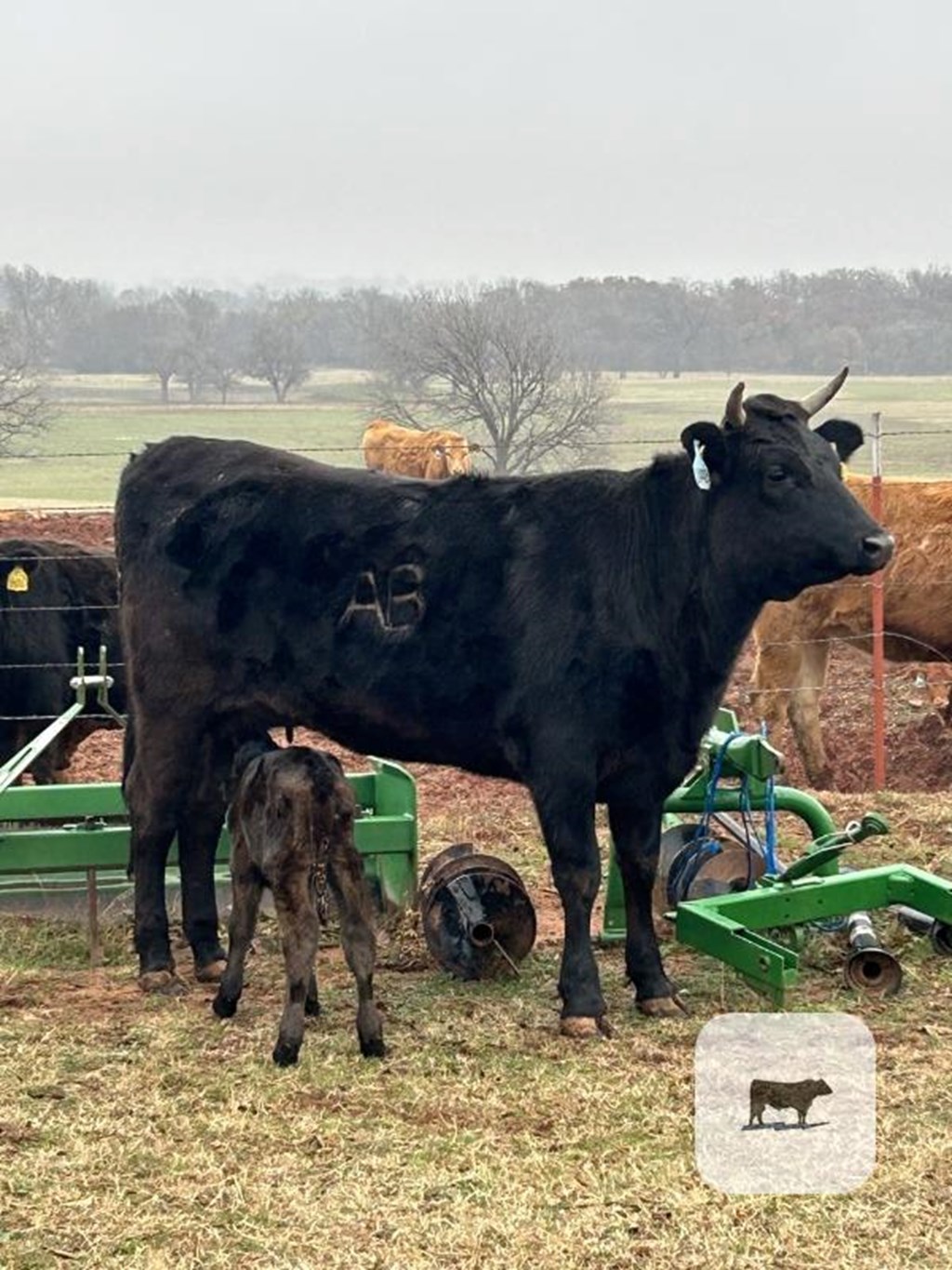 Cattle Range Listing Photo