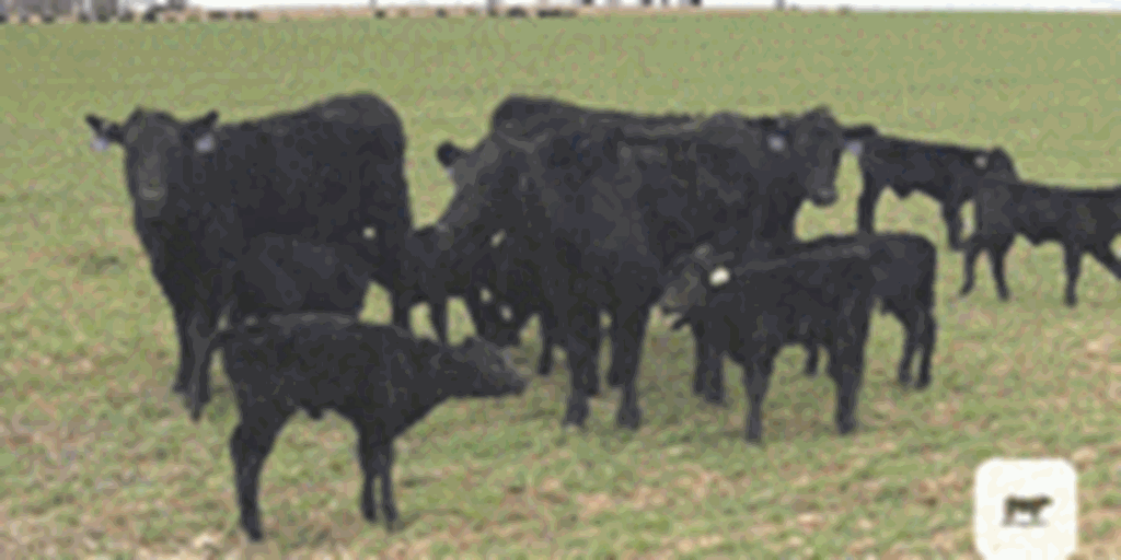 300 Angus & BWF 1st-Calf Heifers w/ 250+ Calves... W. Central OK