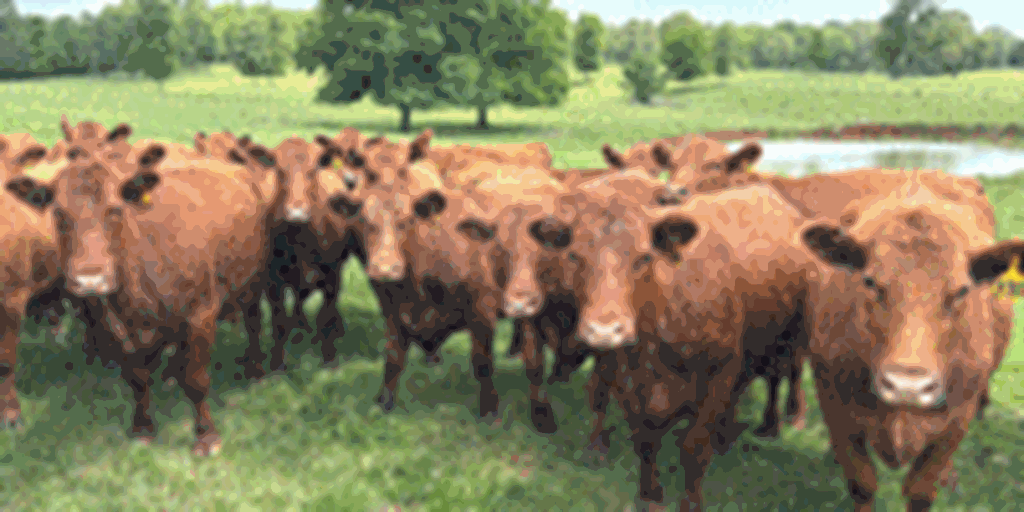 158	Red Angus Cows... Northeast AR