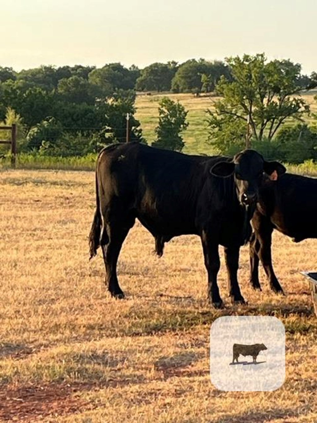 Cattle Range Listing Photo