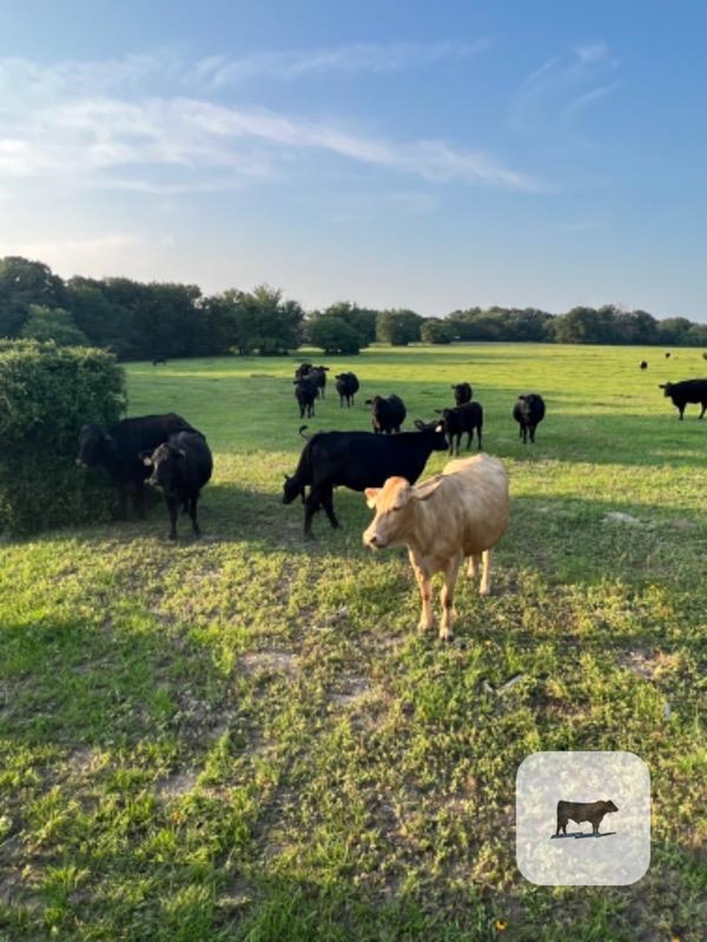 Cattle Range Listing Photo