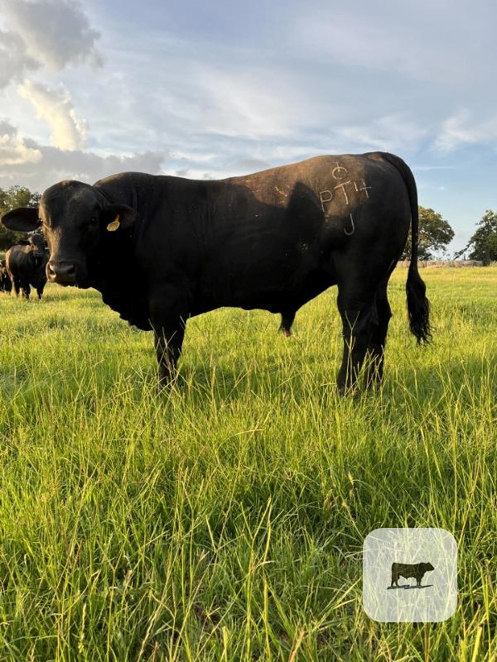 Cattle Range Listing Photo