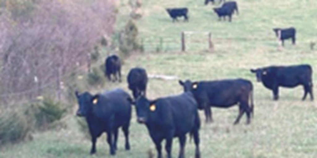 65 SimAngus Cows... Northeast NE ~ FD