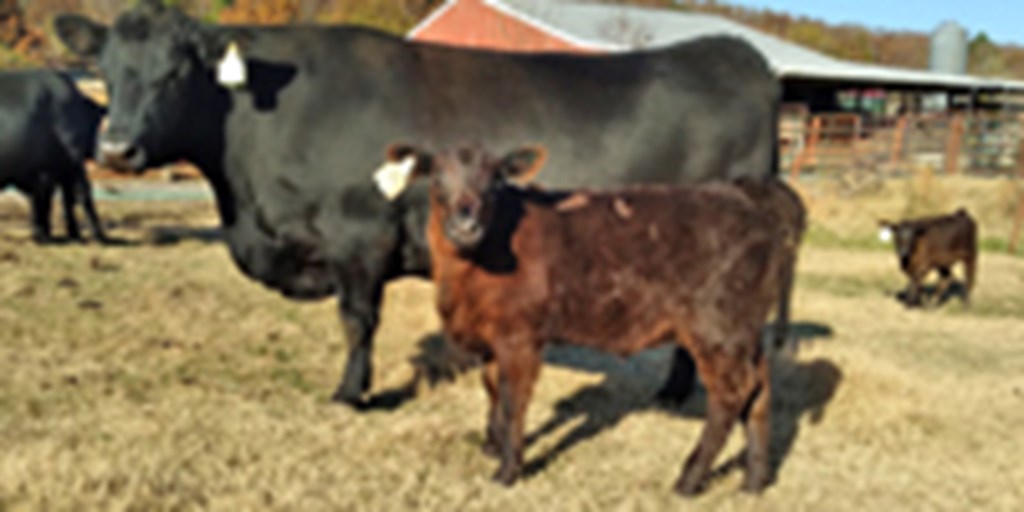 5 Reg. Angus Pairs... Northwest AR
