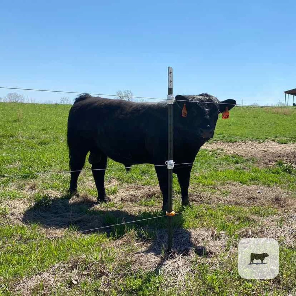 Cattle Range Listing Photo