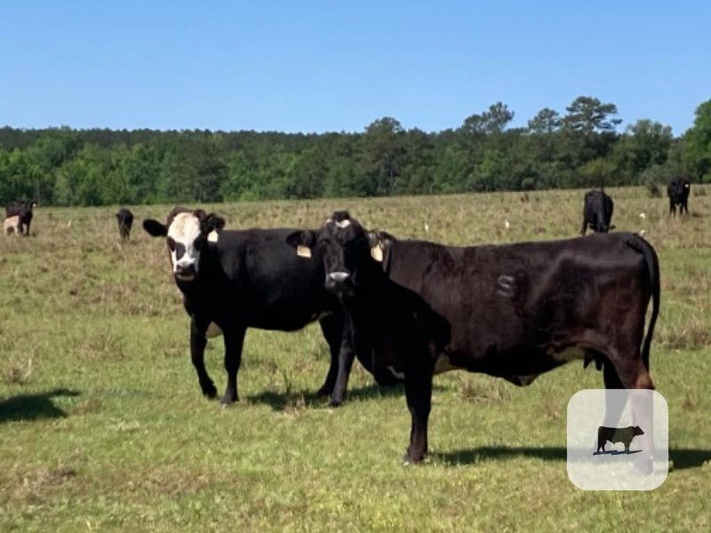 Cattle Range Listing Photo