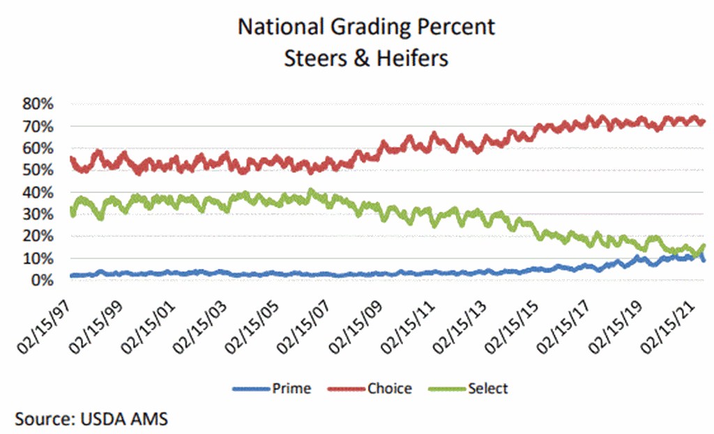 Grading Percentages of Steer & Heifer Carcasses Shift Back from Prime