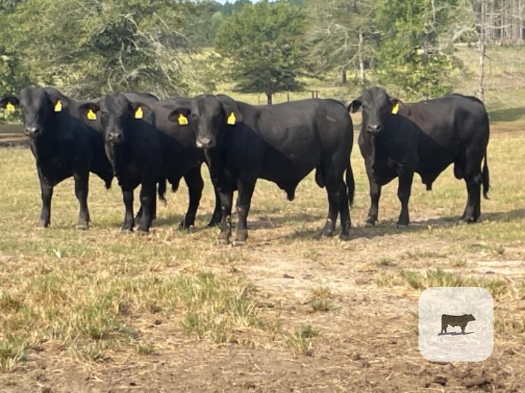 Cattle Range Listing Photo