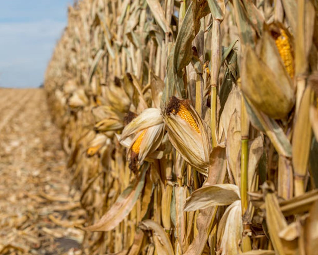Corn Crop Harvested as of 11/12/23