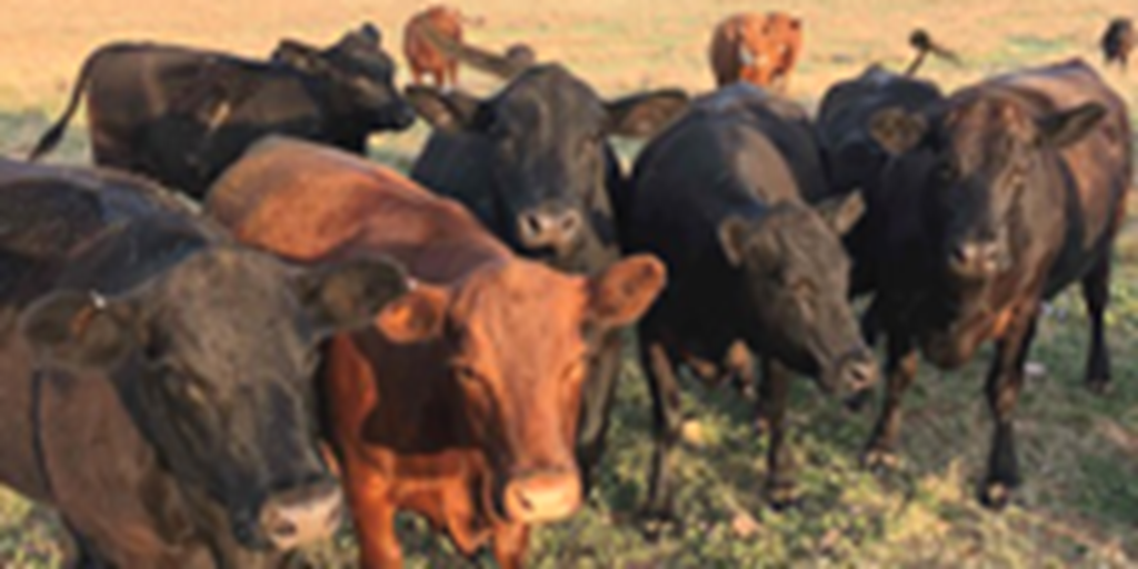 120	Black & Red Crossbred and Charolais Cross Cows... W. Central TX