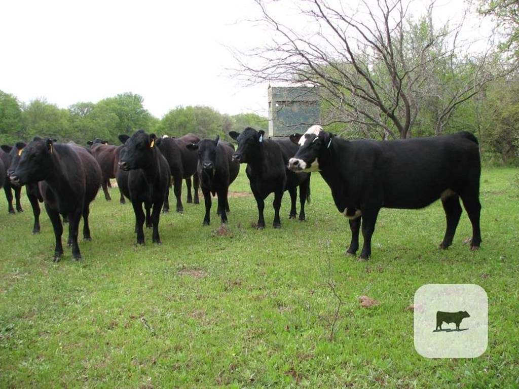 Cattle Range Listing Photo