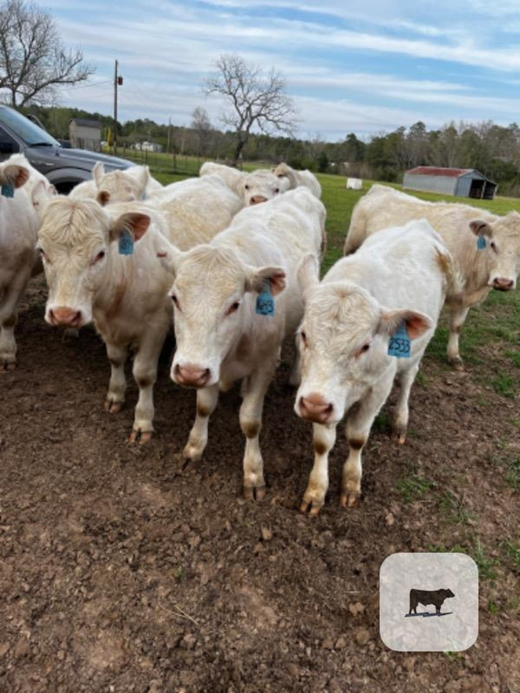 Cattle Range Listing Photo