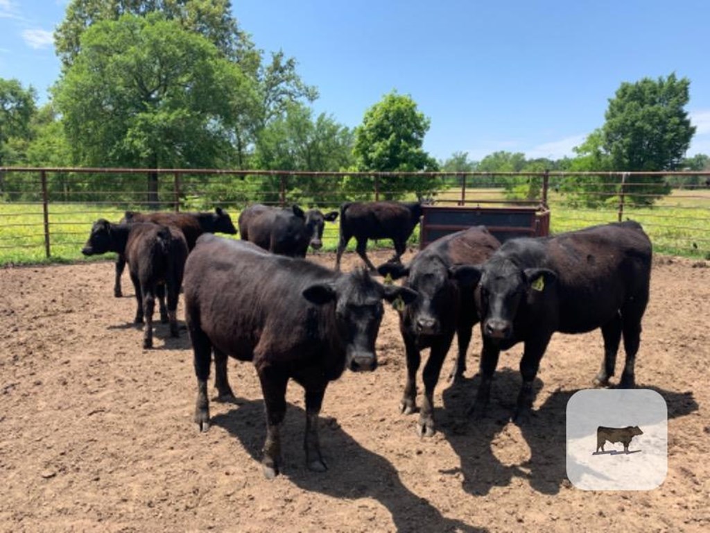 Cattle Range Listing Photo