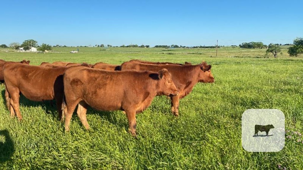 Cattle Range Listing Photo