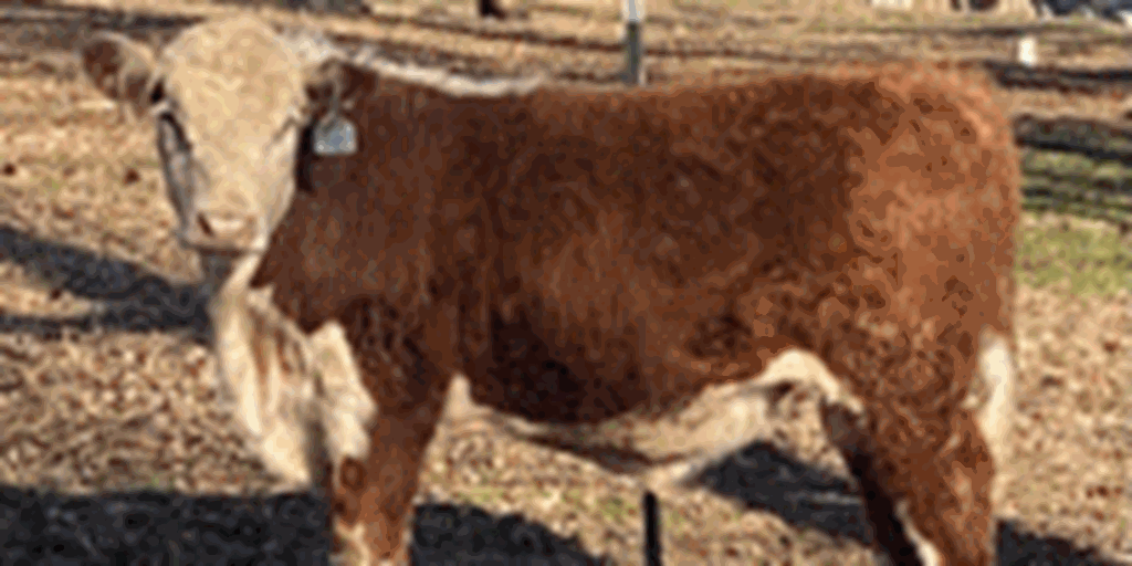 30 Reg. Hereford Bulls... Northeast AR